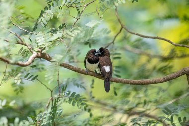 İki koyu tüylü munia kuşu, muhtemelen beyaz popolu, canlı yeşil yaprakların arasında ince bir dala yakın konuyor. Bir kuş, arkadaşının karanlık özellikleriyle çelişen, alt tarafında ayırt edici beyaz tüyler gösterir..