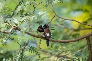 İki koyu tüylü munia kuşu, muhtemelen beyaz popolu, canlı yeşil yaprakların arasında ince bir dala yakın konuyor. Bir kuş, arkadaşının karanlık özellikleriyle çelişen, alt tarafında ayırt edici beyaz tüyler gösterir..