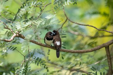 İki koyu tüylü munia kuşu, muhtemelen beyaz popolu, canlı yeşil yaprakların arasında ince bir dala yakın konuyor. Bir kuş, arkadaşının karanlık özellikleriyle çelişen, alt tarafında ayırt edici beyaz tüyler gösterir..