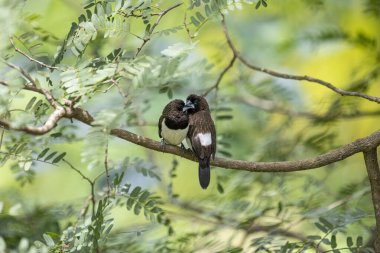 İki koyu tüylü munia kuşu, muhtemelen beyaz popolu, canlı yeşil yaprakların arasında ince bir dala yakın konuyor. Bir kuş, arkadaşının karanlık özellikleriyle çelişen, alt tarafında ayırt edici beyaz tüyler gösterir..