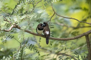 İki koyu tüylü munia kuşu, muhtemelen beyaz popolu, canlı yeşil yaprakların arasında ince bir dala yakın konuyor. Bir kuş, arkadaşının karanlık özellikleriyle çelişen, alt tarafında ayırt edici beyaz tüyler gösterir..