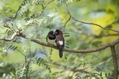 İki koyu tüylü munia kuşu, muhtemelen beyaz popolu, canlı yeşil yaprakların arasında ince bir dala yakın konuyor. Bir kuş, arkadaşının karanlık özellikleriyle çelişen, alt tarafında ayırt edici beyaz tüyler gösterir..