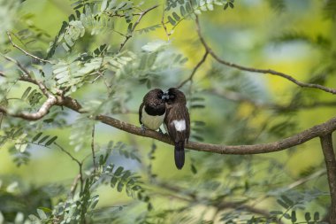 İki koyu tüylü munia kuşu, muhtemelen beyaz popolu, canlı yeşil yaprakların arasında ince bir dala yakın konuyor. Bir kuş, arkadaşının karanlık özellikleriyle çelişen, alt tarafında ayırt edici beyaz tüyler gösterir..