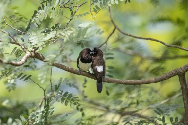 İki koyu tüylü munia kuşu, muhtemelen beyaz popolu, canlı yeşil yaprakların arasında ince bir dala yakın konuyor. Bir kuş, arkadaşının karanlık özellikleriyle çelişen, alt tarafında ayırt edici beyaz tüyler gösterir..