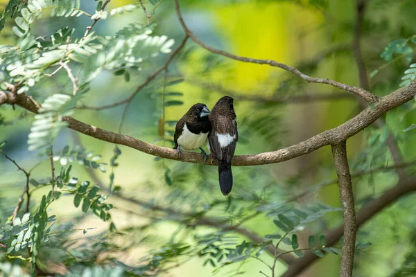 İki koyu tüylü munia kuşu, muhtemelen beyaz popolu, canlı yeşil yaprakların arasında ince bir dala yakın konuyor. Bir kuş, arkadaşının karanlık özellikleriyle çelişen, alt tarafında ayırt edici beyaz tüyler gösterir..