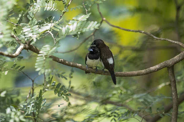 İki koyu tüylü munia kuşu, muhtemelen beyaz popolu, canlı yeşil yaprakların arasında ince bir dala yakın konuyor. Bir kuş, arkadaşının karanlık özellikleriyle çelişen, alt tarafında ayırt edici beyaz tüyler gösterir..