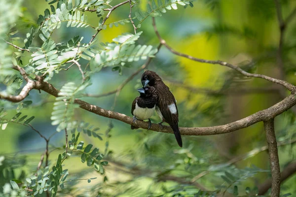 İki koyu tüylü munia kuşu, muhtemelen beyaz popolu, canlı yeşil yaprakların arasında ince bir dala yakın konuyor. Bir kuş, arkadaşının karanlık özellikleriyle çelişen, alt tarafında ayırt edici beyaz tüyler gösterir..