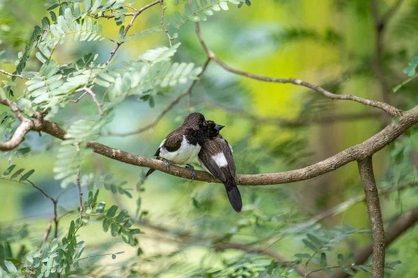 İki koyu tüylü munia kuşu, muhtemelen beyaz popolu, canlı yeşil yaprakların arasında ince bir dala yakın konuyor. Bir kuş, arkadaşının karanlık özellikleriyle çelişen, alt tarafında ayırt edici beyaz tüyler gösterir..