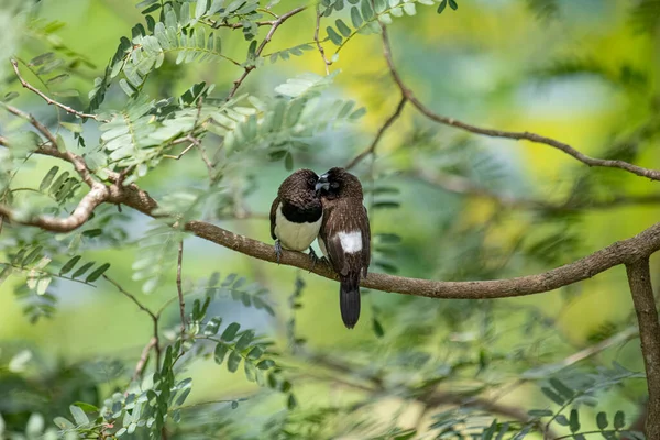 İki koyu tüylü munia kuşu, muhtemelen beyaz popolu, canlı yeşil yaprakların arasında ince bir dala yakın konuyor. Bir kuş, arkadaşının karanlık özellikleriyle çelişen, alt tarafında ayırt edici beyaz tüyler gösterir..