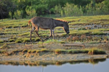 Eşekler, atlarla ilgili evcilleştirilmiş ekipmanlar, uzun kulakları, ayırt edici kulakları ve kurak ortamlarda esneklikleriyle bilinirler. Zeki, sosyal ve sürü hayvanı ya da yoldaş olarak yaygın olarak kullanılırlar..