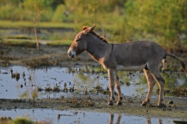 Eşekler, atlarla ilgili evcilleştirilmiş ekipmanlar, uzun kulakları, ayırt edici kulakları ve kurak ortamlarda esneklikleriyle bilinirler. Zeki, sosyal ve sürü hayvanı ya da yoldaş olarak yaygın olarak kullanılırlar..