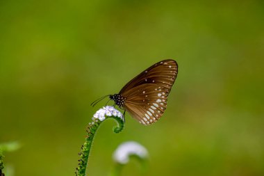 Belirgin beyaz benekleri olan koyu kahverengi bir Karga kelebeği narin, sarmalanmış beyaz bir çiçeğin üzerinde durmakta. Yumuşak, bulanık yeşil bir arka planda durmakta..