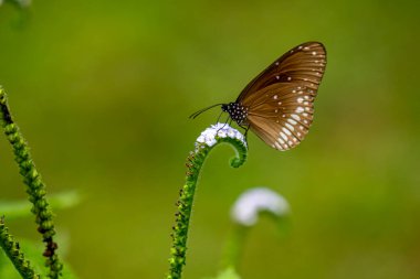 Belirgin beyaz benekleri olan koyu kahverengi bir Karga kelebeği narin, sarmalanmış beyaz bir çiçeğin üzerinde durmakta. Yumuşak, bulanık yeşil bir arka planda durmakta..
