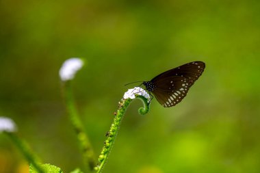 Belirgin beyaz benekleri olan koyu kahverengi bir Karga kelebeği narin, sarmalanmış beyaz bir çiçeğin üzerinde durmakta. Yumuşak, bulanık yeşil bir arka planda durmakta..