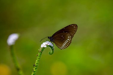 Belirgin beyaz benekleri olan koyu kahverengi bir Karga kelebeği narin, sarmalanmış beyaz bir çiçeğin üzerinde durmakta. Yumuşak, bulanık yeşil bir arka planda durmakta..