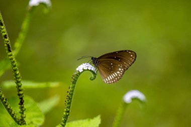 Belirgin beyaz benekleri olan koyu kahverengi bir Karga kelebeği narin, sarmalanmış beyaz bir çiçeğin üzerinde durmakta. Yumuşak, bulanık yeşil bir arka planda durmakta..