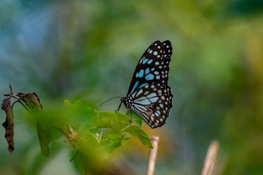 Görüntüde canlı yeşil bir yaprağın üzerinde dinlenen Mavi Kaplan kelebeği (Tirumala limniace), yumuşak, bulanık doğal bir arkaplana karşı hassas mavi ve beyaz işaretli siyah kanatlarını sergiliyor..