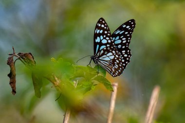 Görüntüde canlı yeşil bir yaprağın üzerinde dinlenen Mavi Kaplan kelebeği (Tirumala limniace), yumuşak, bulanık doğal bir arkaplana karşı hassas mavi ve beyaz işaretli siyah kanatlarını sergiliyor..