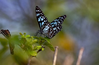 Görüntüde canlı yeşil bir yaprağın üzerinde dinlenen Mavi Kaplan kelebeği (Tirumala limniace), yumuşak, bulanık doğal bir arkaplana karşı hassas mavi ve beyaz işaretli siyah kanatlarını sergiliyor..