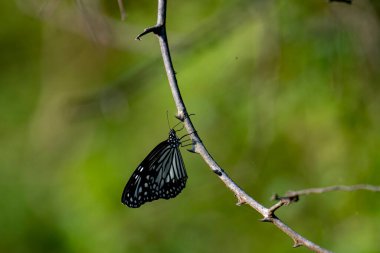 Görüntüde canlı yeşil bir yaprağın üzerinde dinlenen Mavi Kaplan kelebeği (Tirumala limniace), yumuşak, bulanık doğal bir arkaplana karşı hassas mavi ve beyaz işaretli siyah kanatlarını sergiliyor..