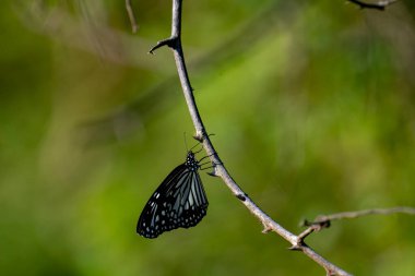 Görüntüde canlı yeşil bir yaprağın üzerinde dinlenen Mavi Kaplan kelebeği (Tirumala limniace), yumuşak, bulanık doğal bir arkaplana karşı hassas mavi ve beyaz işaretli siyah kanatlarını sergiliyor..