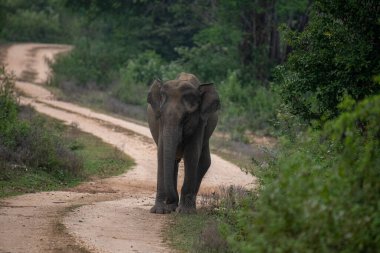 Vahşi bir fil, bereketli yeşil yapraklarla çevrili, dolambaçlı toprak bir yolda, doğal, sakin bir orman ortamında, somut bir sükunet ve vahşi doğada zarifçe dolaşır..