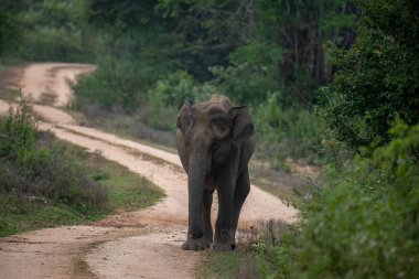Vahşi bir fil, bereketli yeşil yapraklarla çevrili, dolambaçlı toprak bir yolda, doğal, sakin bir orman ortamında, somut bir sükunet ve vahşi doğada zarifçe dolaşır..