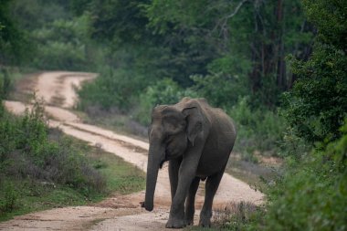 Vahşi bir fil, bereketli yeşil yapraklarla çevrili, dolambaçlı toprak bir yolda, doğal, sakin bir orman ortamında, somut bir sükunet ve vahşi doğada zarifçe dolaşır..