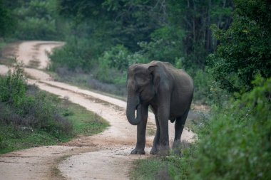 Vahşi bir fil, bereketli yeşil yapraklarla çevrili, dolambaçlı toprak bir yolda, doğal, sakin bir orman ortamında, somut bir sükunet ve vahşi doğada zarifçe dolaşır..