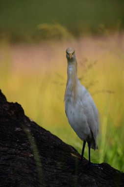 Sığır Egret, orta boy bir balıkçıl, kendine özgü sarı gagasıyla zarifçe duruyor. Duruşu ve sakin arka planı doğal ortamında sessiz bir gözlem anı olduğunu gösteriyor..