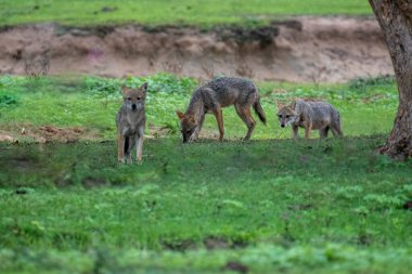 Çakallar, adaptasyon ve fırsatçı hepçil beslenmeleriyle tanınan Afrika ve Avrasya 'da bulunan orta büyüklükteki köpeklerdir. Sosyal, sıklıkla yaşam boyu çift bağları oluşturan ve çeşitli habitatlarda leş yiyiciler ve yırtıcılar olarak hayati bir rol oynayan