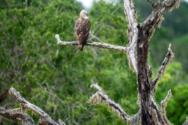 Görkemli bir Gri Saçlı Balık Kartalı, yemyeşil yaprakların arasında yıpranmış bir dala tünemiş. Bu çarpıcı raptor doğal ortamını inceliyor, Sri Lanka çölünde vahşi bir sükunet gösteriyor..