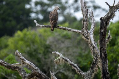 Görkemli bir Gri Saçlı Balık Kartalı, yemyeşil yaprakların arasında yıpranmış bir dala tünemiş. Bu çarpıcı raptor doğal ortamını inceliyor, Sri Lanka çölünde vahşi bir sükunet gösteriyor..