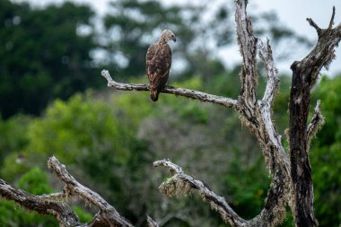 Görkemli bir Gri Saçlı Balık Kartalı, yemyeşil yaprakların arasında yıpranmış bir dala tünemiş. Bu çarpıcı raptor doğal ortamını inceliyor, Sri Lanka çölünde vahşi bir sükunet gösteriyor..