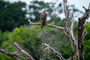 Görkemli bir Gri Saçlı Balık Kartalı, yemyeşil yaprakların arasında yıpranmış bir dala tünemiş. Bu çarpıcı raptor doğal ortamını inceliyor, Sri Lanka çölünde vahşi bir sükunet gösteriyor..