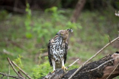 Bir kraliyet Değişken Şahin-Kartal heybetli bir şekilde bir ağaç dalına tünemiş, çarpıcı arması ve keskin gözleri Sri Lanka 'nın canlı, yeşil orman çevresini gözlemliyor..