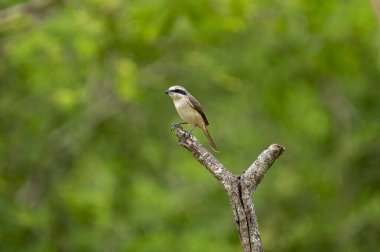 Kahverengi tüyleri ve göze çarpan siyah 