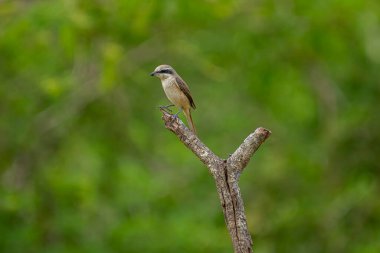 Kahverengi tüyleri ve göze çarpan siyah 
