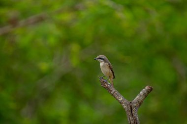 Kahverengi tüyleri ve göze çarpan siyah 