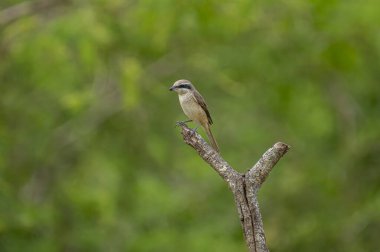 Kahverengi tüyleri ve göze çarpan siyah 