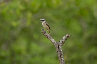Kahverengi tüyleri ve göze çarpan siyah 