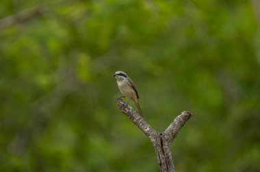 Kahverengi tüyleri ve göze çarpan siyah 