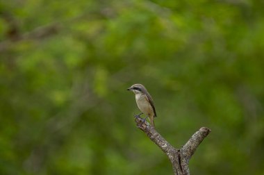 Kahverengi tüyleri ve göze çarpan siyah 