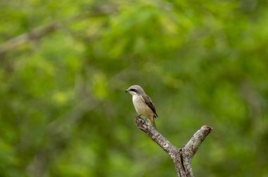 Kahverengi tüyleri ve göze çarpan siyah 