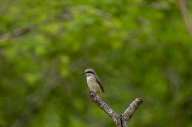 Kahverengi tüyleri ve göze çarpan siyah 