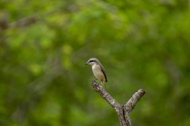 Kahverengi tüyleri ve göze çarpan siyah 