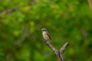 Kahverengi tüyleri ve göze çarpan siyah 