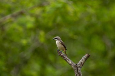 Kahverengi tüyleri ve göze çarpan siyah 