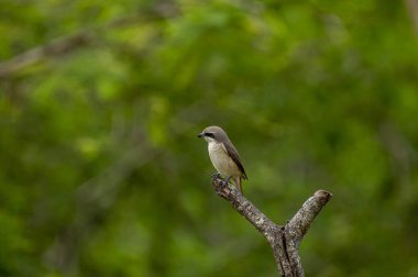 Kahverengi tüyleri ve göze çarpan siyah 