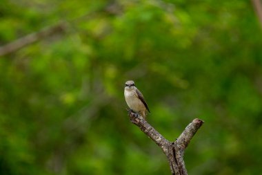 Kahverengi tüyleri ve göze çarpan siyah 